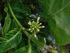 Morinda citrifolia