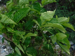 Morinda citrifolia
