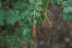 Hippocrepis emerus emeroides