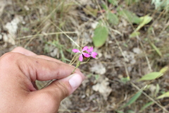 Dianthus capitatus