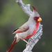 Cardinalis sinuatus - Photo (c) Lee Hoy, μερικά δικαιώματα διατηρούνται (CC BY-NC-ND), uploaded by Lee Hoy