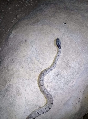Hoogstraal's catsnake