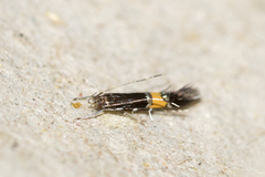 Cosmopterix clemensella