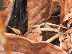 Emoia schmidti
