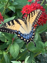 Papilio glaucus image