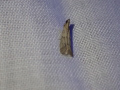 Ephestiodes gilvescentella