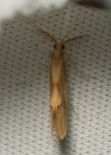 iNaturalist observation photo of Triaenodes tardus