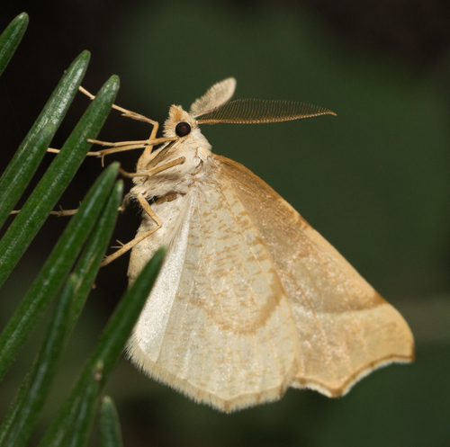 iNaturalist observation photo of Geometer Moths