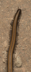 Californiulus yosemitensis