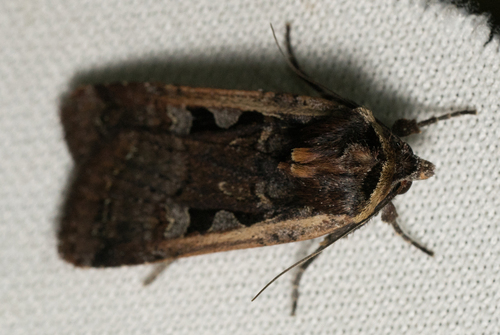 iNaturalist observation photo of Cutworm Moths and Allies