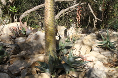 Aloe viguieri