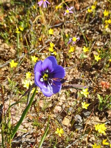 Image of Geissorhiza splendidissima by no rights reserved
