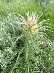 Cirsium scariosum