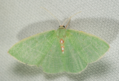 iNaturalist observation photo of Columbian Emerald
