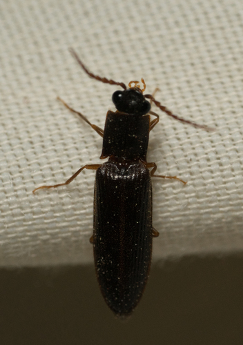 iNaturalist observation photo of Click Beetles
