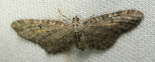 iNaturalist observation photo of Geometer Moths