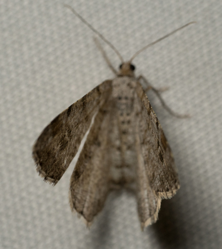 iNaturalist observation photo of Geometer Moths