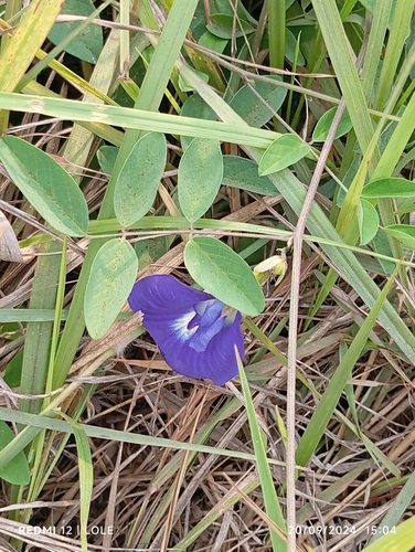 Blue Pea
