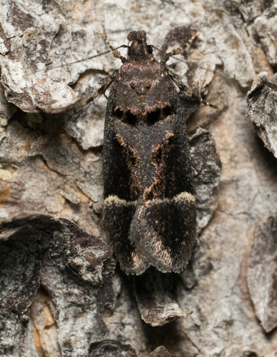 iNaturalist observation photo of Pseudochelaria manzanitae