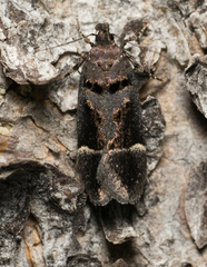 Pseudochelaria manzanitae