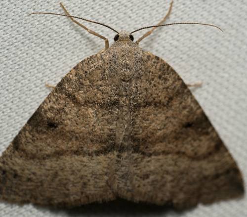 iNaturalist observation photo of Drepanulatrix