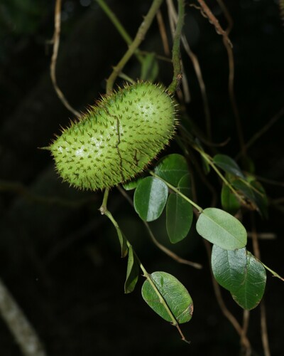 Guilandina bonduc