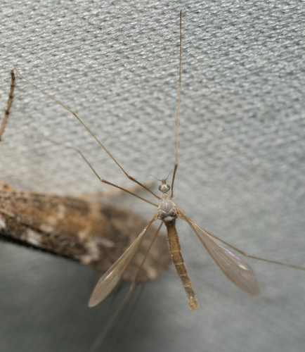 iNaturalist observation photo of Crane Flies