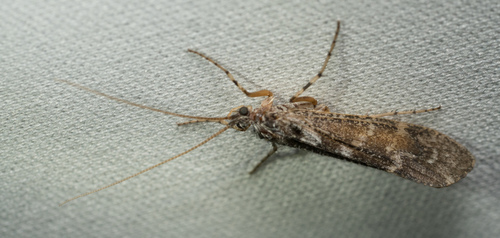 iNaturalist observation photo of Lenarchus