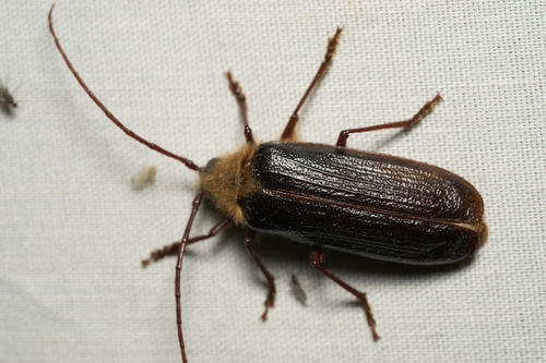 iNaturalist observation photo of Hairy Pine Borer