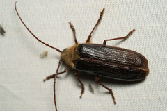 Tragosoma harrisii