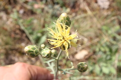 Centaurea orientalis