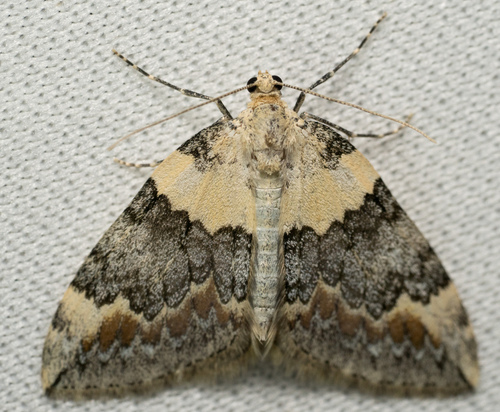 iNaturalist observation photo of Butterflies and Moths