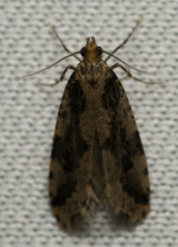 iNaturalist observation photo of Butterflies and Moths