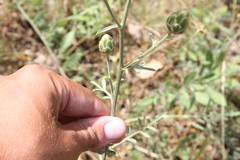 Centaurea orientalis