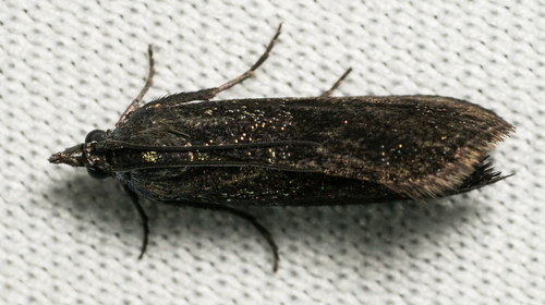 iNaturalist observation photo of Pyla