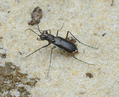 Cicindela abdominalis