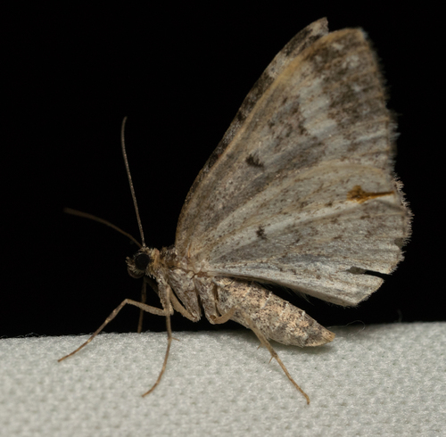 iNaturalist observation photo of Geometer Moths