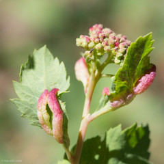 Dasineura salicifoliae