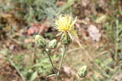 Centaurea orientalis