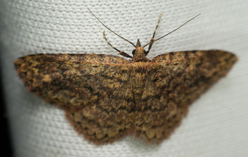 iNaturalist observation photo of Butterflies and Moths