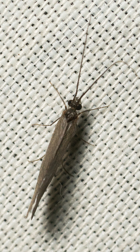 iNaturalist observation photo of Caddisflies