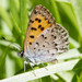 Mariposa Copper - Photo (c) Ken-ichi Ueda, some rights reserved (CC BY), uploaded by Ken-ichi Ueda