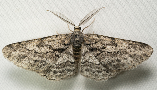 iNaturalist observation photo of Geometer Moths