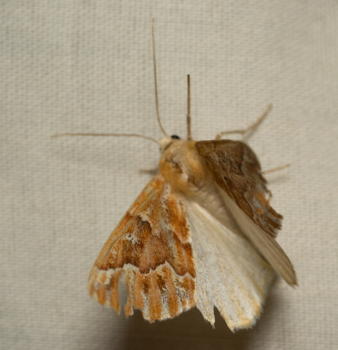iNaturalist observation photo of Western Conifer Looper