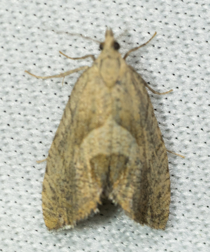 iNaturalist observation photo of Dichrorampha