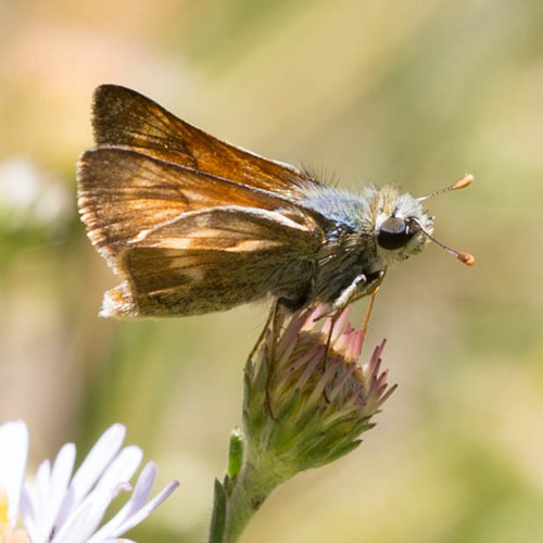 iNaturalist observation photo of Sonoran Skipper