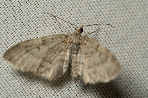 iNaturalist observation photo of Pug Moths & Allies