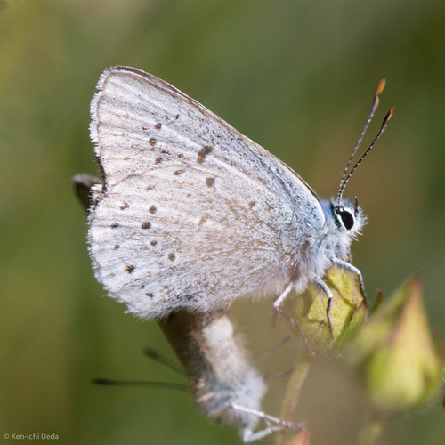 iNaturalist observation photo of Polyommatina