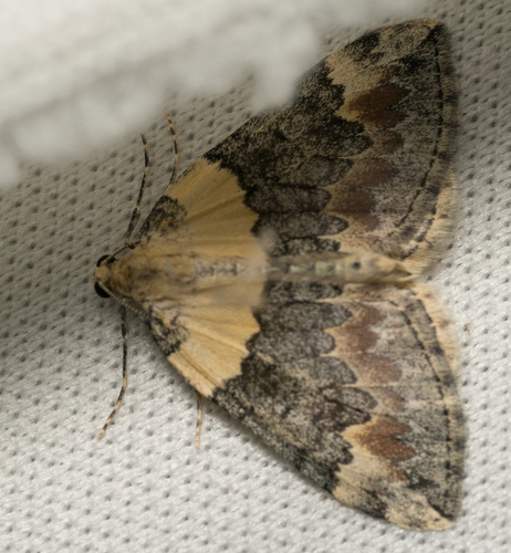 iNaturalist observation photo of Dysstroma brunneata
