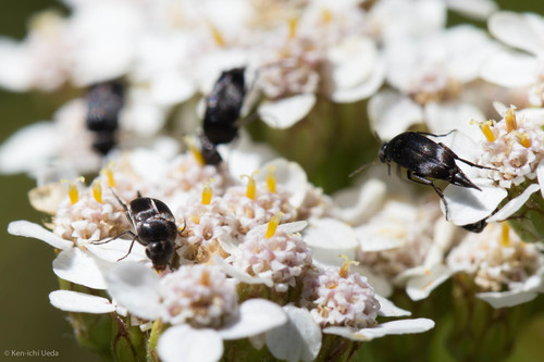 iNaturalist observation photo of Tumbling Flower Beetles
